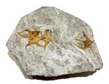 brittle star x 3 279 proxm  6.5 x 5.75